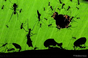 0016215