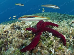 2011-M H .OtokZvirinovik9300